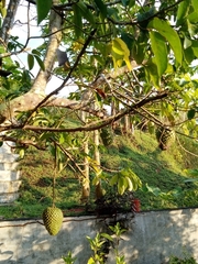 Annona muricata