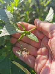 Solanum nigrum