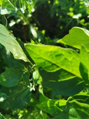 Solanum nigrum
