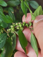 Parietaria judaica