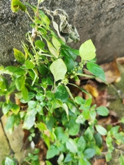 Parietaria judaica