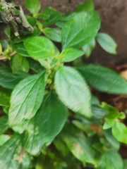 Parietaria judaica