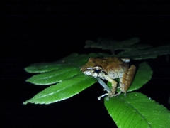 Pristimantis w-nigrum