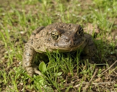Bufotes viridis balearicus