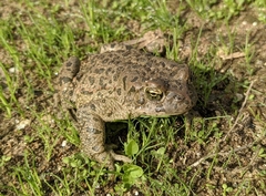 Bufotes viridis balearicus