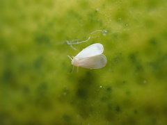 Dialeurodes citri