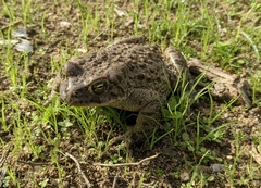 Bufotes viridis balearicus