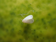 Dialeurodes citri