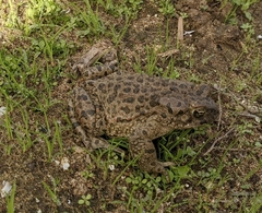 Bufotes viridis balearicus