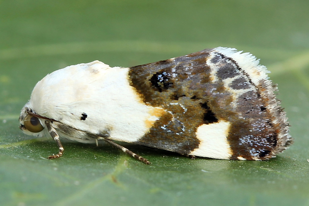 Acontia