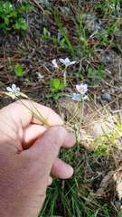 Sisyrinchium biforme