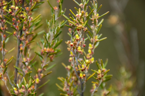 Bertya rosmarinifolia