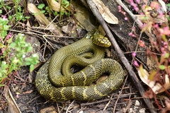 Taiwan Stink Snake photo 2