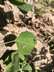 Anomalon reticulatum