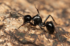 Polyrhachis pilosa