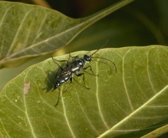 Trirogma caerulea