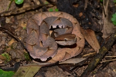 Deinagkistrodon acutus