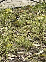 Parus major