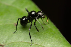 Polyrhachis pilosa