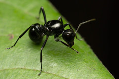 Polyrhachis pilosa