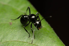 Polyrhachis pilosa