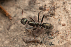 Iridomyrmex mayri