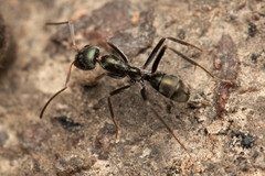 Iridomyrmex mayri