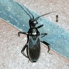 Pothea annulipes