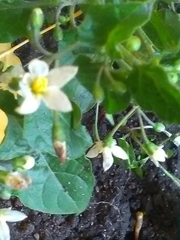 Solanum nigrum
