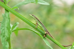 Takydromus septentrionalis