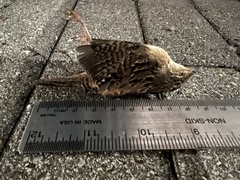 Cistothorus stellaris