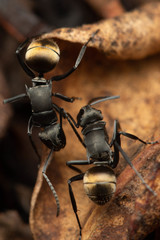 Polyrhachis tubifera