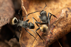 Polyrhachis tubifera
