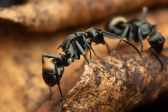 Polyrhachis tubifera