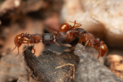 Tetramorium fuscipes