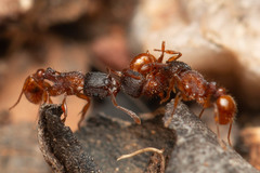 Tetramorium fuscipes
