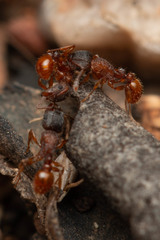Tetramorium fuscipes