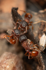 Tetramorium fuscipes