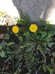 Taraxacum officinale