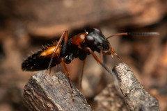 Opisthopsis picta