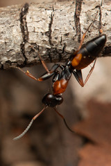Opisthopsis picta