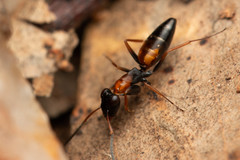 Opisthopsis picta