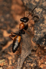 Opisthopsis picta