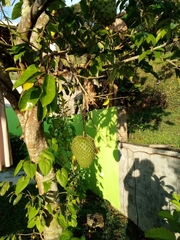 Annona muricata