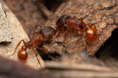 Tetramorium fuscipes