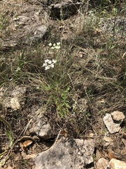 Bifora americana