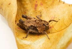 Vingselina crassa