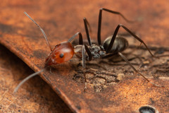 Iridomyrmex rubriceps