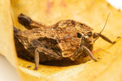 Vingselina crassa
