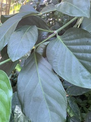 Posoqueria